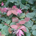 Loropetalum chinense f.rubrum 'Blush'